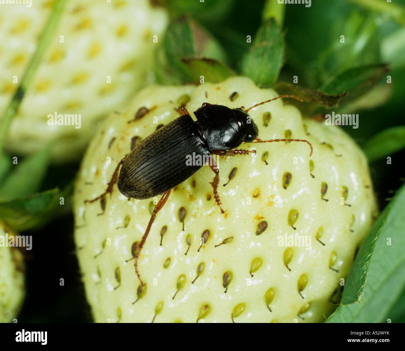 Strawberry seed beetle Harpalus rufipes both a pest a pest predator