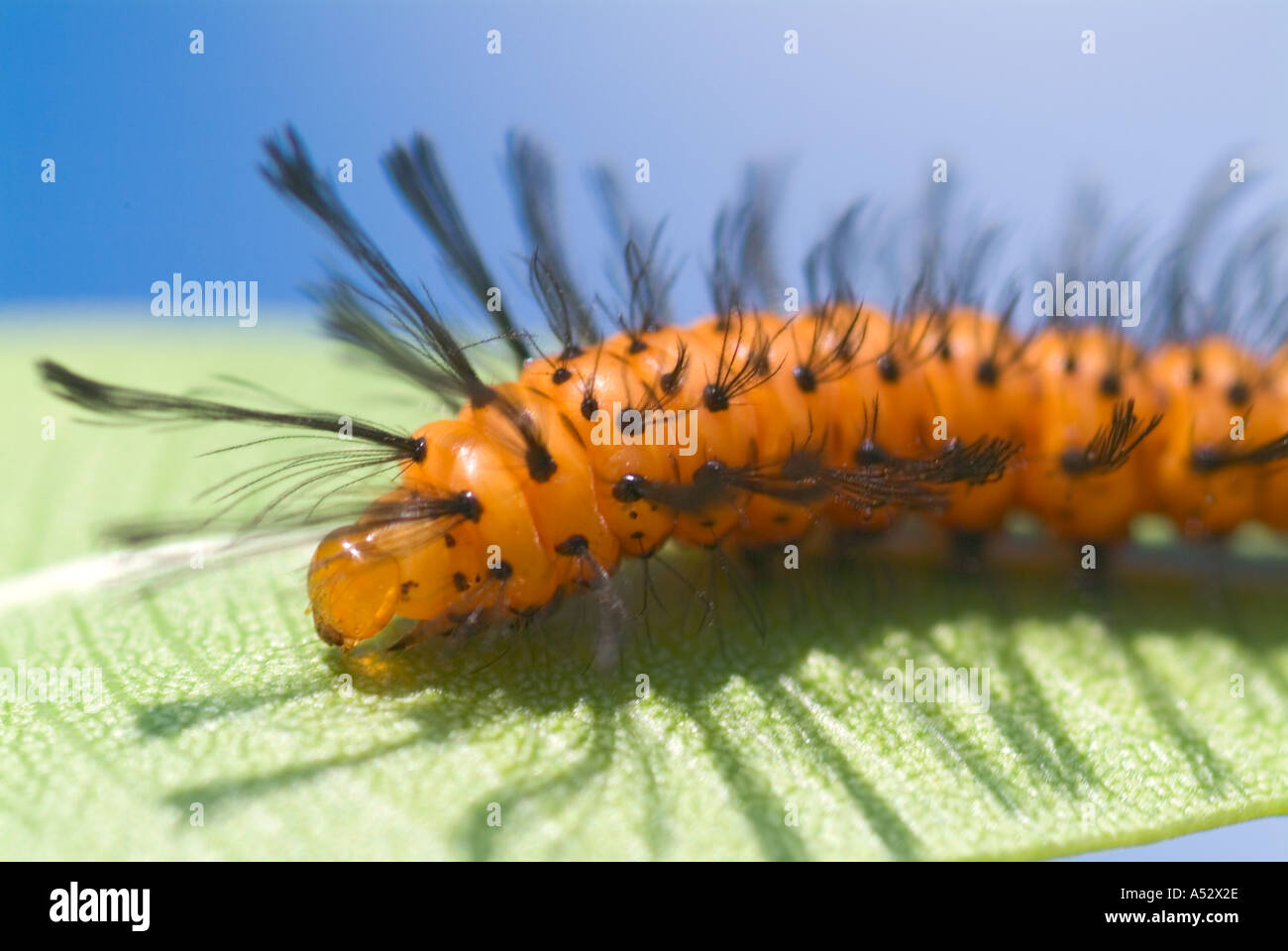 Oleander Insect Oleander Moth caterpillars Syntomeida epilais on Oleander garden pests ...