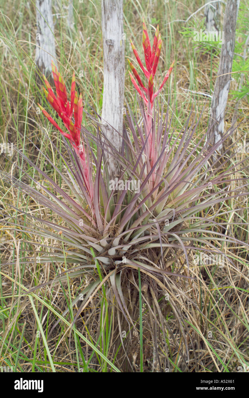 Quill Leaf Wild Pine Tillandsia fasciculata Everglades National Park
