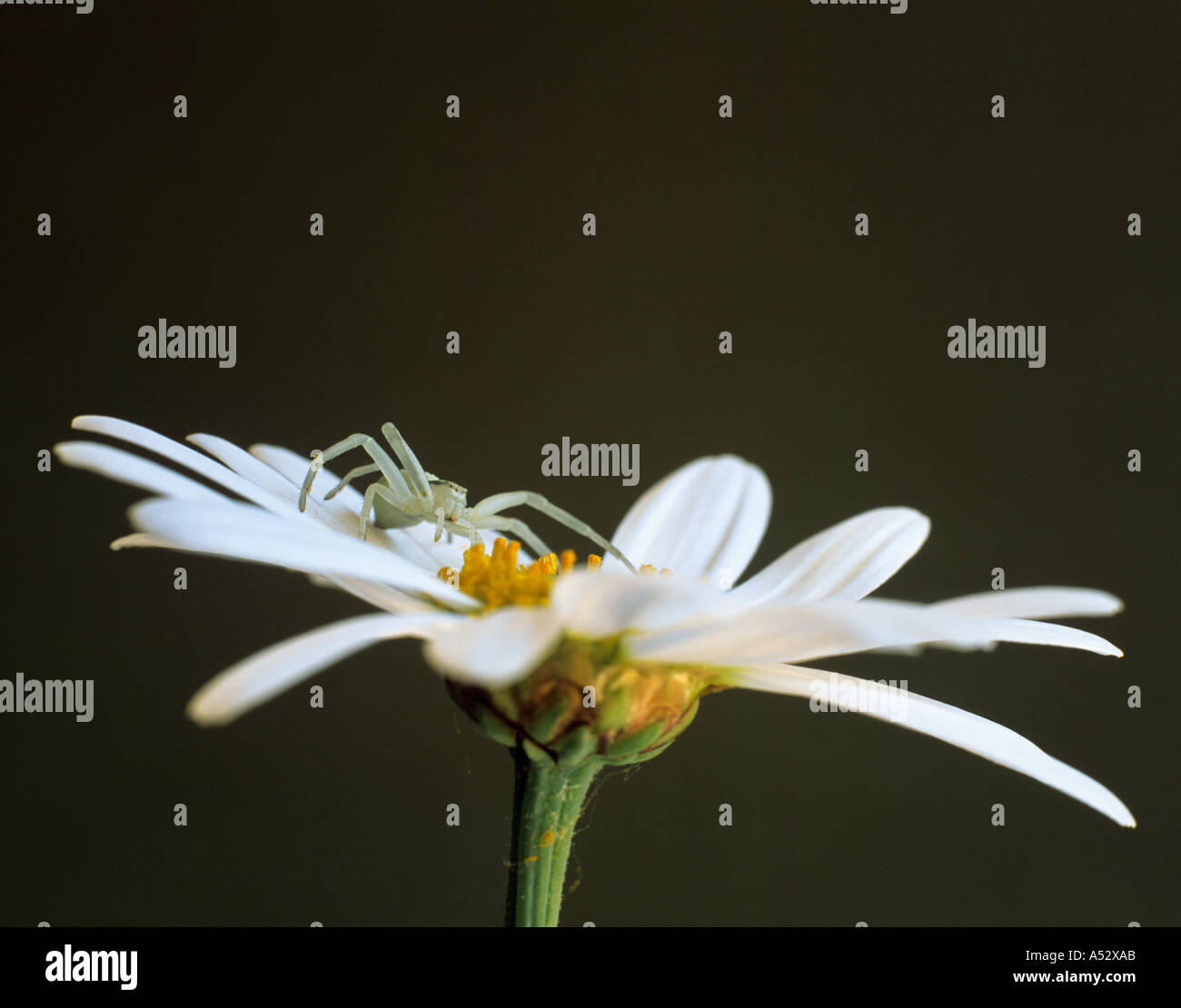 FEMALE CRAB SPIDER Misumena vatia lying in wait for its prey on a flower of Argyranthum White Star Stock Photo