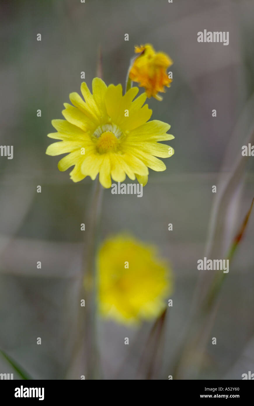 yellow butterwort Pinguicula lutea bladderwort family Threatened in
