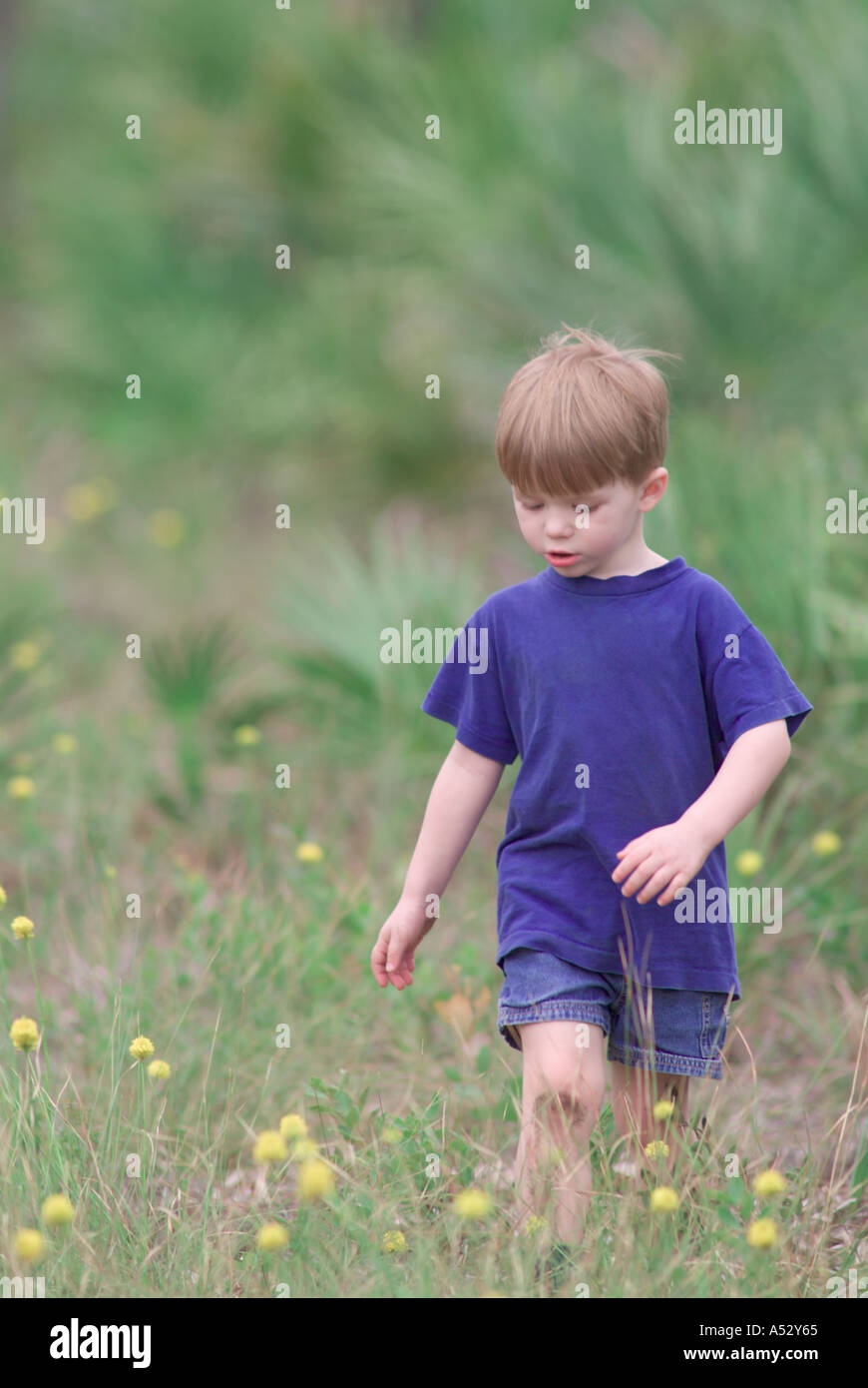 young boy walking through flowers yellow bachelor s button Polygala rugelii Savannas State Preserve boys children MR Stock Photo