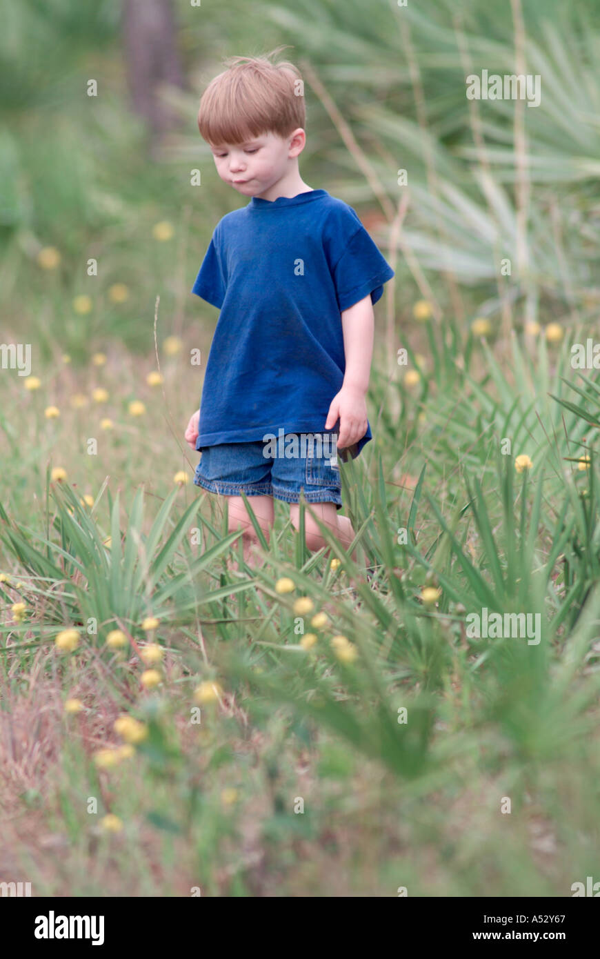 young boy walking through flowers yellow bachelor s button Polygala rugelii Savannas State Preserve boys children MR Stock Photo
