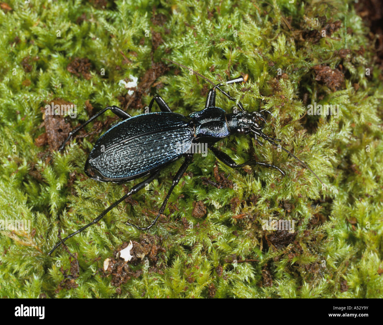 A ground beetle Carabus intricatus on moss once extinct and now rare in UK Stock Photo