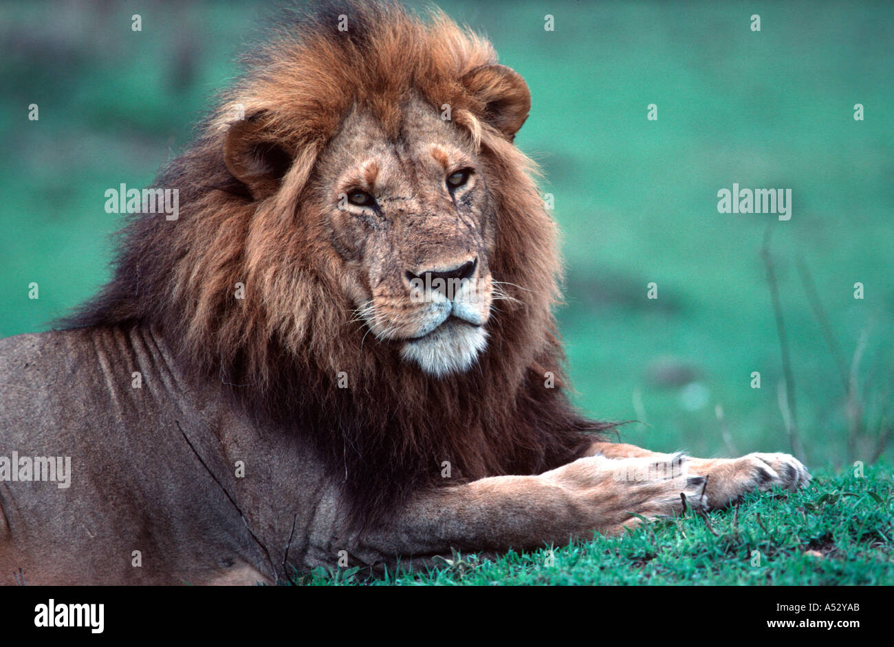Portrait of African lion Panthera leo Masai Mara Game Reserve Kenya ...