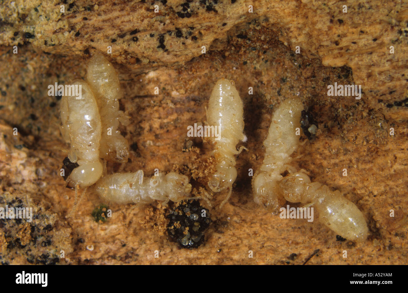 Termites Reticulitermes flavipes killed by a pathogenic fungus Metarhizum spp Stock Photo