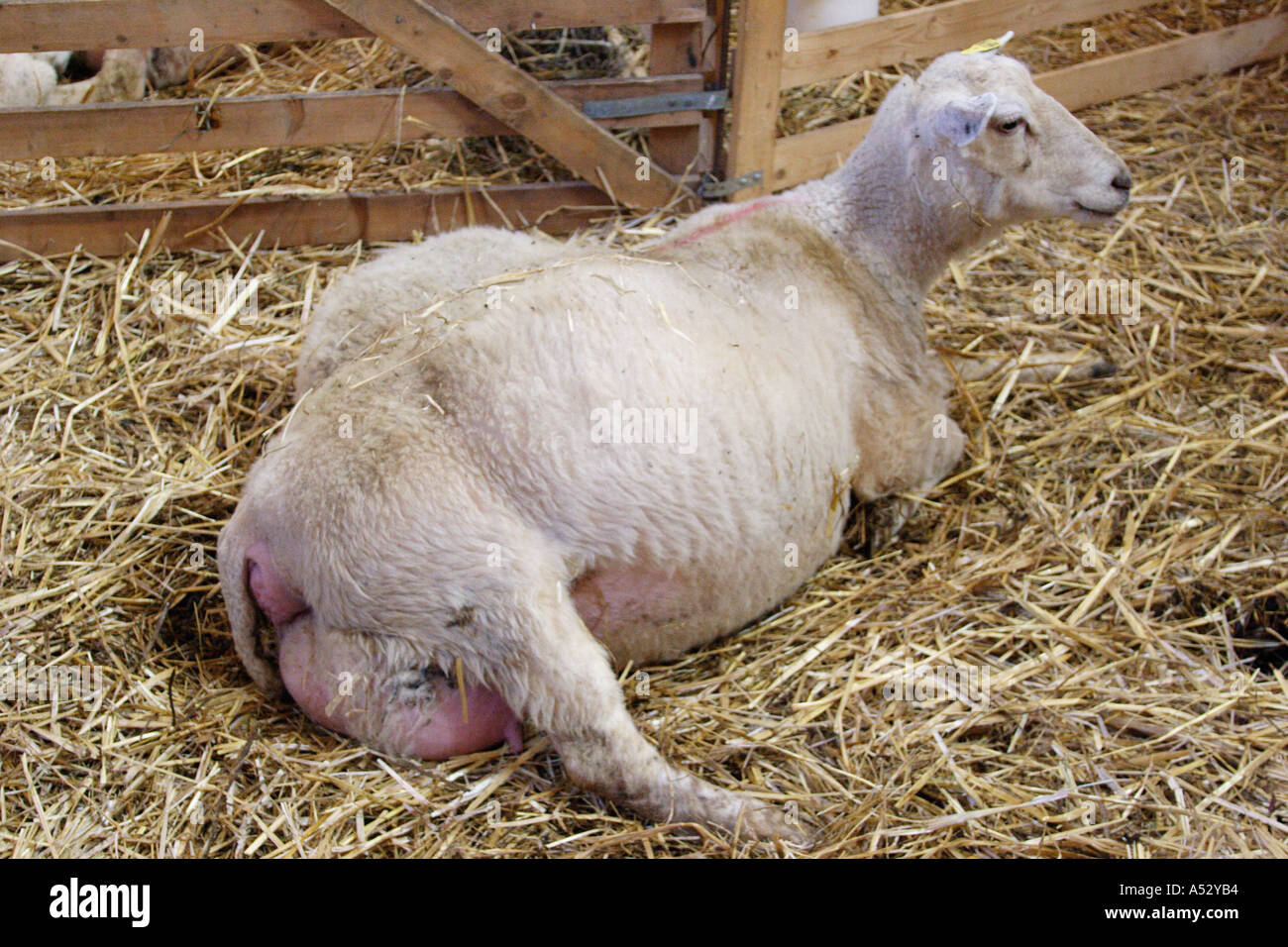 Sheep Pregnancy Calendar prntbl concejomunicipaldechinu gov co Sheep Pregnancy Calendar prntbl concejomunicipaldechinu gov co