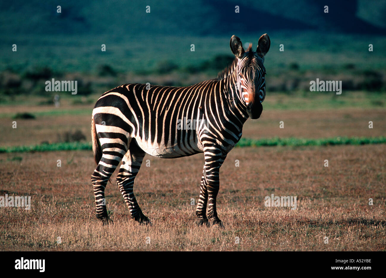 Cape Mountain zebra Equus zebra zebra de Hoop National Park South Africa Stock Photo