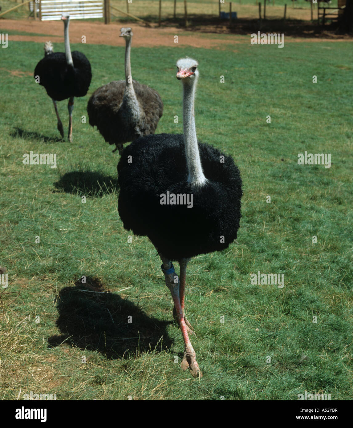 Male ostrich in an enclosure followed by a female and another male Devon Stock Photo