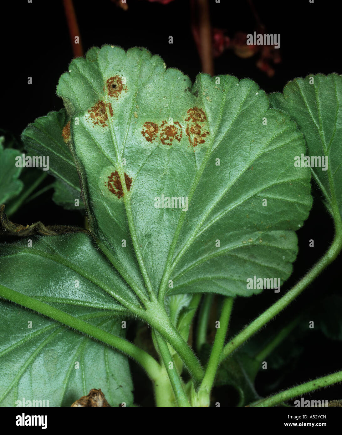 Pelargonium rust Puccinia pelargonii zonalis pustules on pelargonium leaf underside Stock Photo