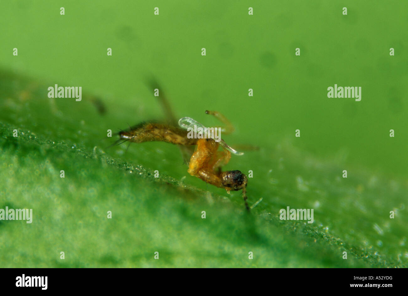 https://c8.alamy.com/comp/A52YDG/western-flower-thrips-killed-by-a-parasitic-nematode-steinernema-feltiae-A52YDG.jpg