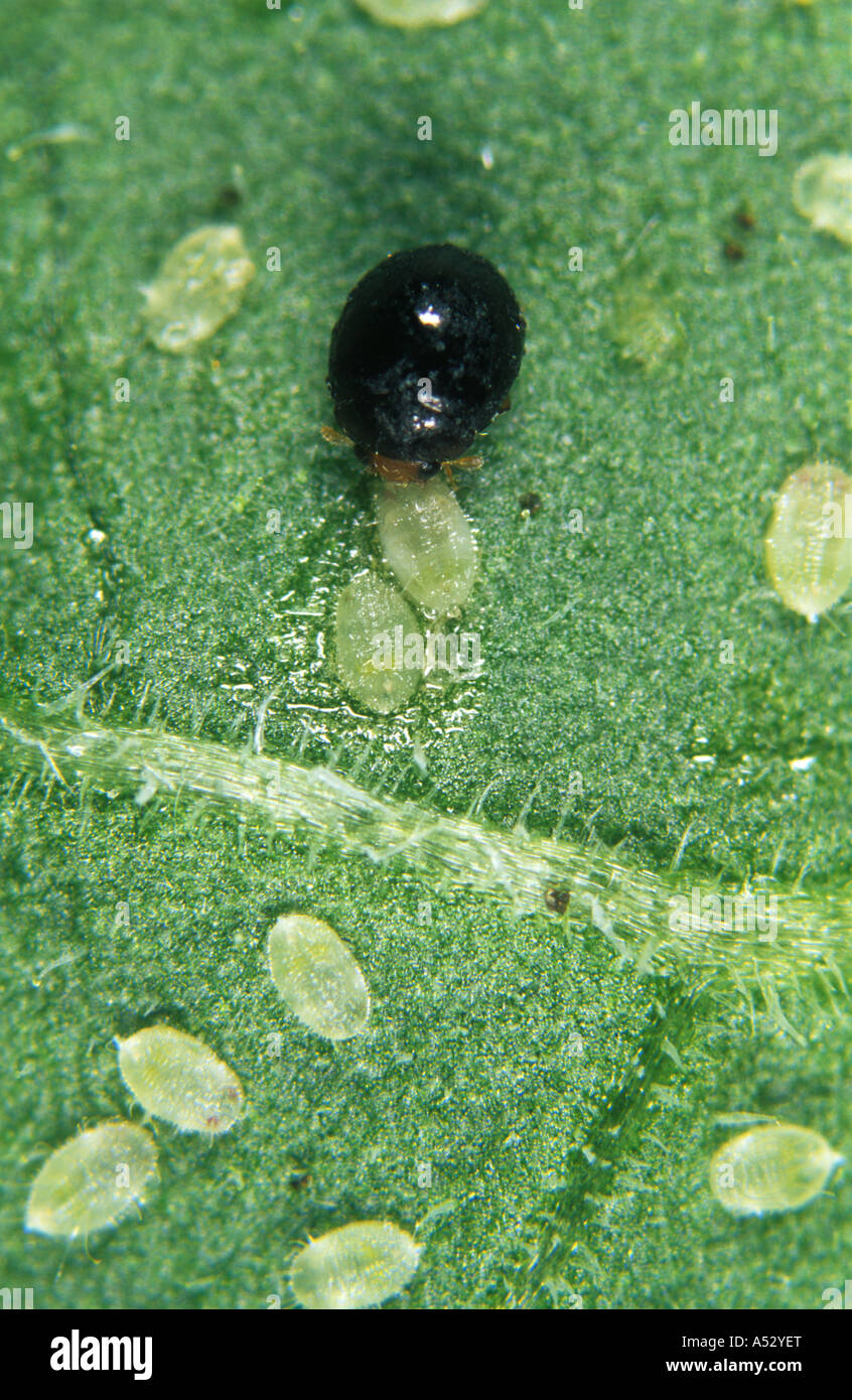 Predatory ladybird Delphastus pusillus feeding on whitefly Trialeurodes vaporariorum Stock Photo