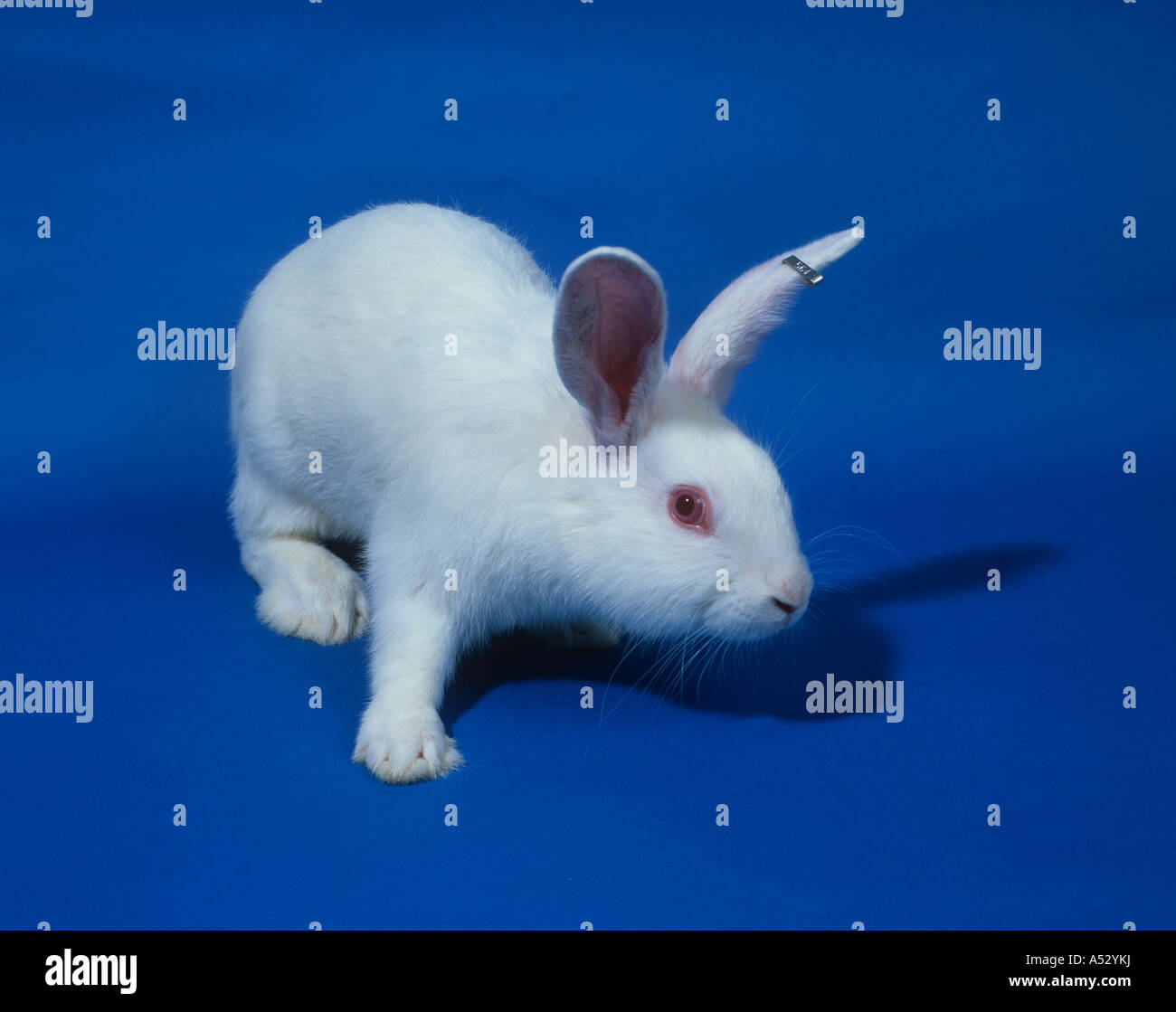 White laboratory rabbit New Zealand white used in toxicology studies Stock Photo