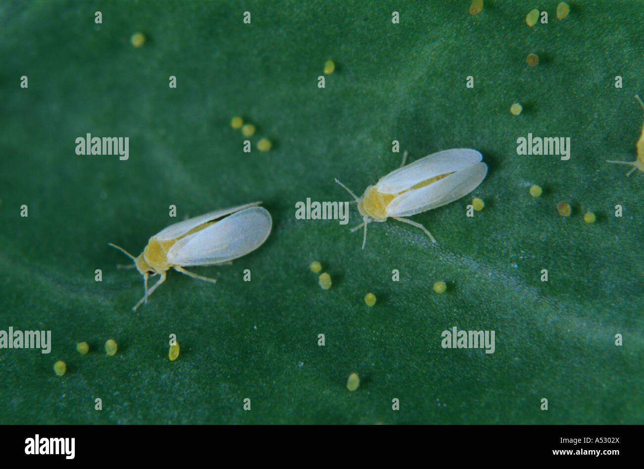 Cotton whitefly Bemisia tabaci adults with individual eggs on a leaf