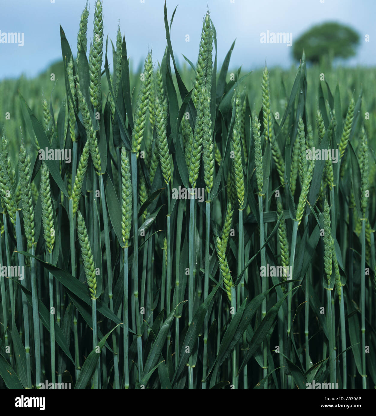 Unripe green wheat ears Devon Stock Photo