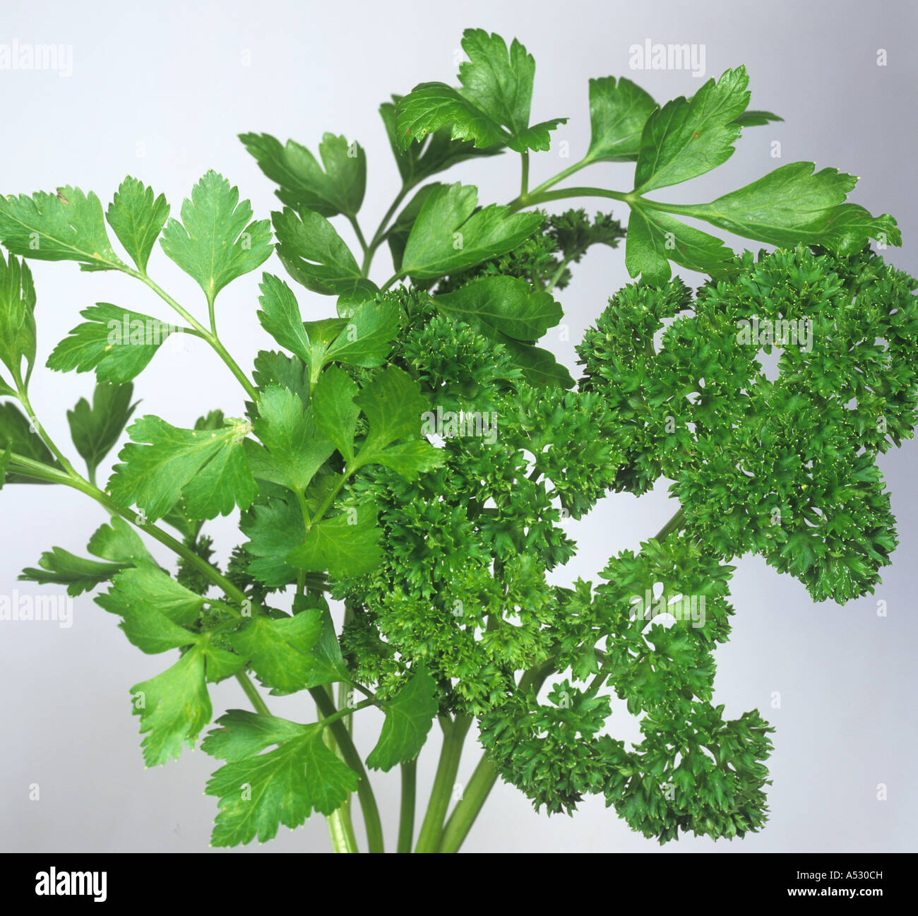 Continental parsley hires stock photography and images Alamy