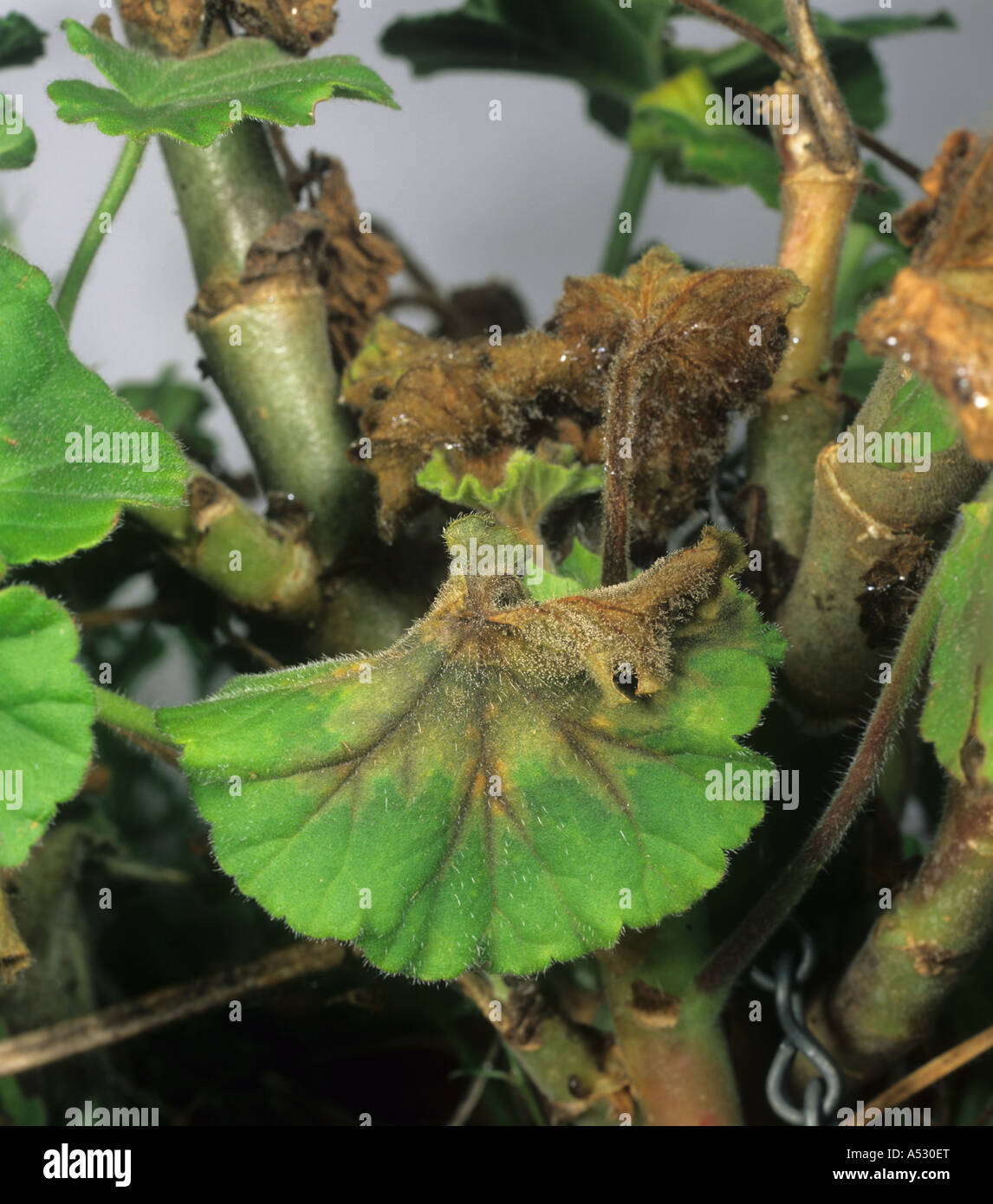 Grey mould Botrytis cinerea on zonal Pelargonium foliage Stock Photo