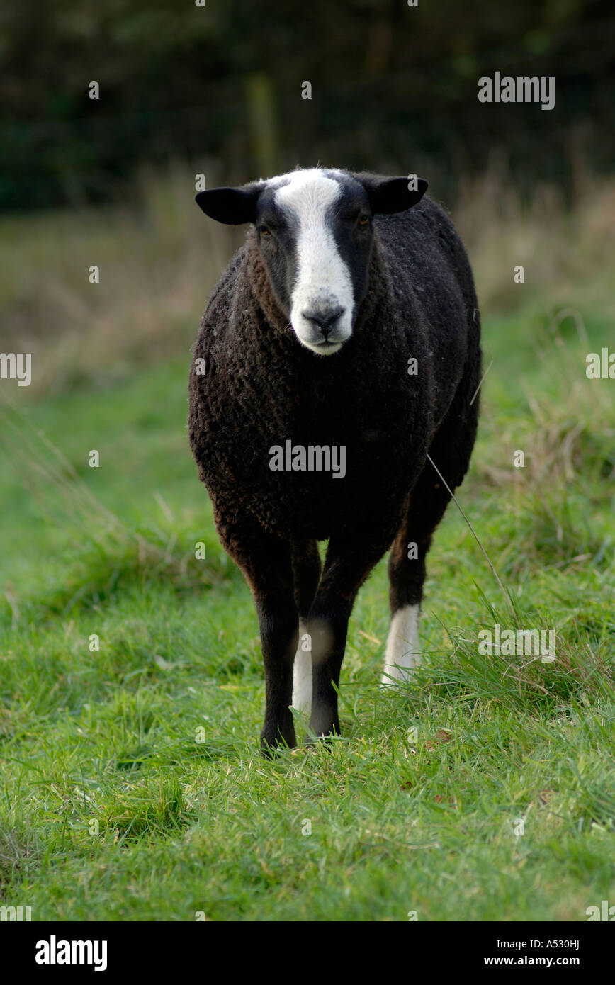 British Zwartble ram with two white socks Devon Stock Photo