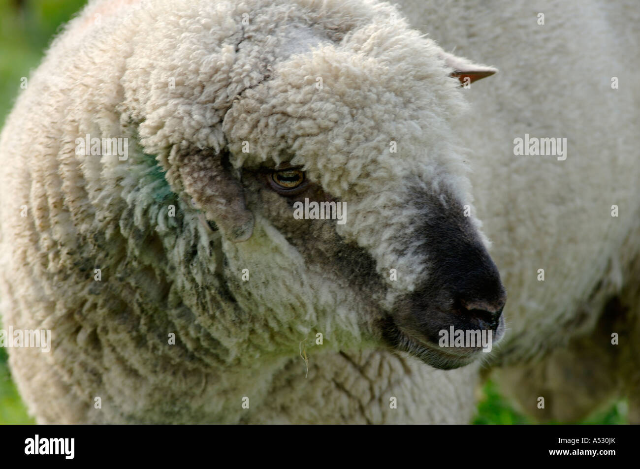 Ugly Charollais ram with a damaged ear Devon Stock Photo