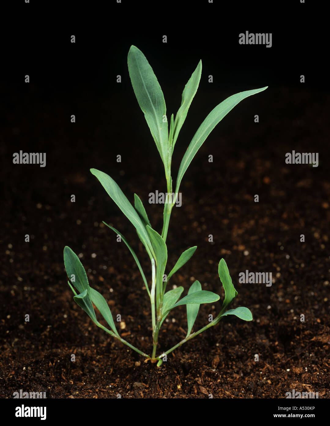 Knotgrass Polygonum aviculare young plant on soil black background Stock Photo