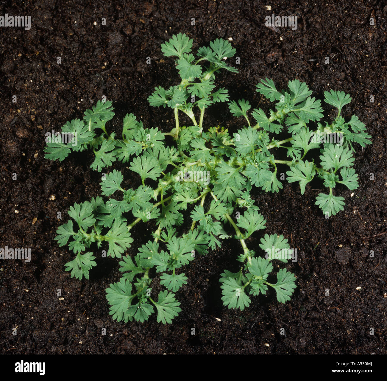 Parsley piert Aphanes arvensis young plant rosette Stock Photo