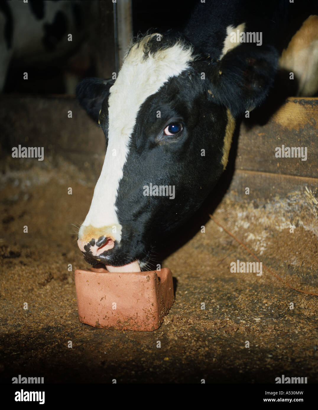 Holstein Friesian dairy cow with mineral cattle lick Stock Photo
