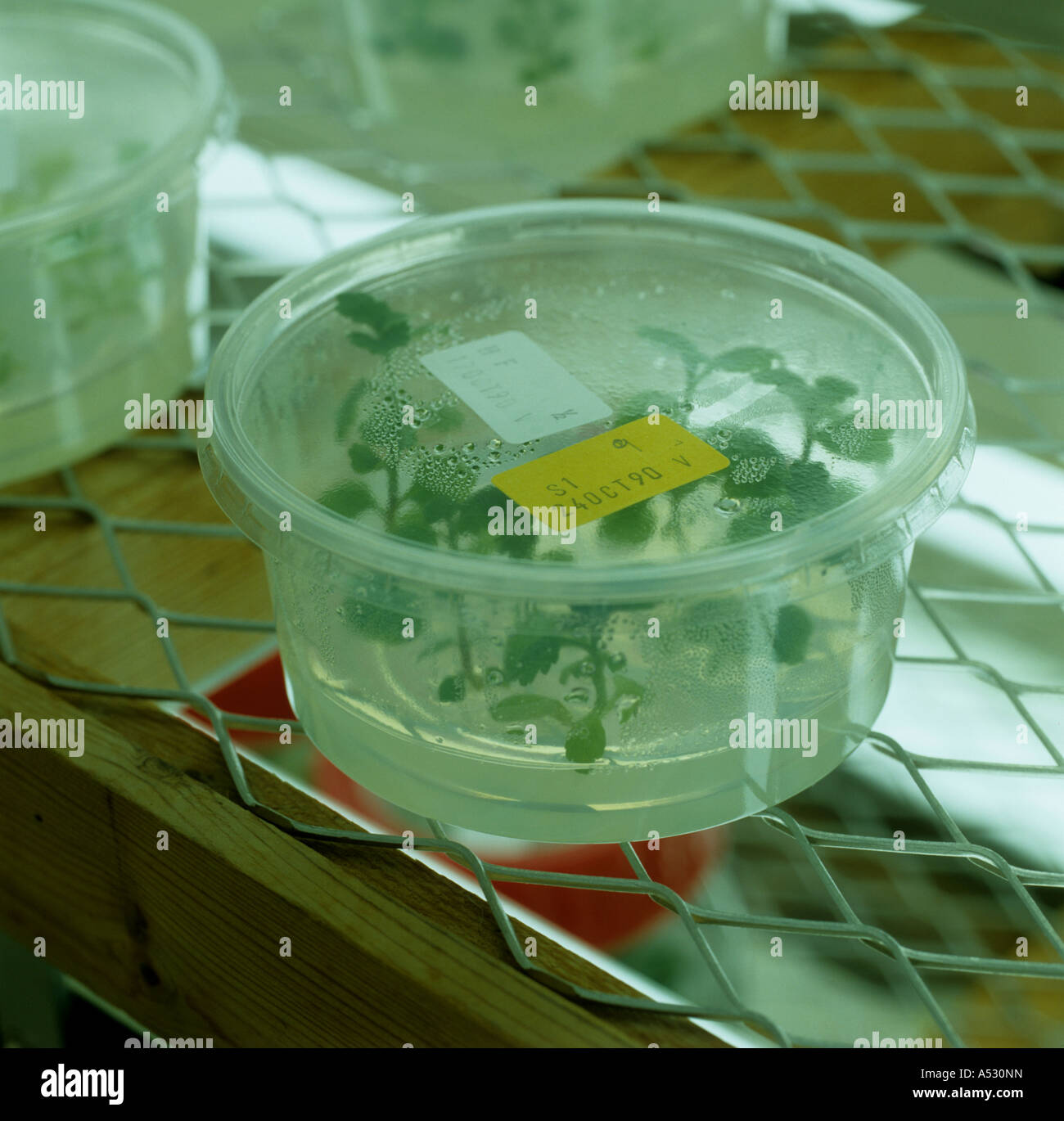 Plant micropropagation in a constant environment room Stock Photo