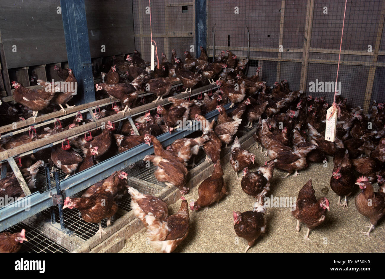 Isa Brown chickens in experimental tiered perchery Nottinghamshire Stock Photo