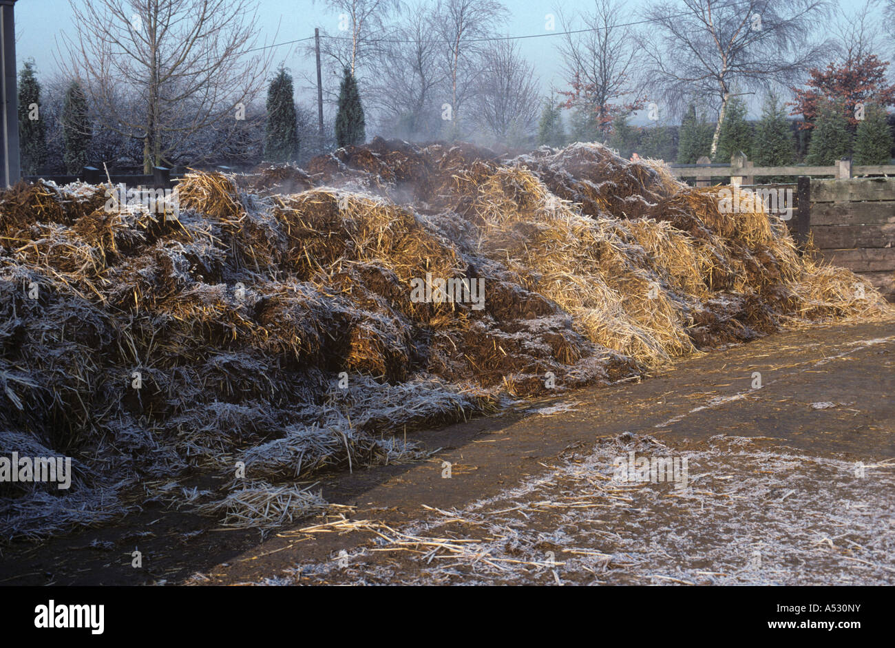 Manure heap steaming with frost covering on a cold winter morning Stock Photo