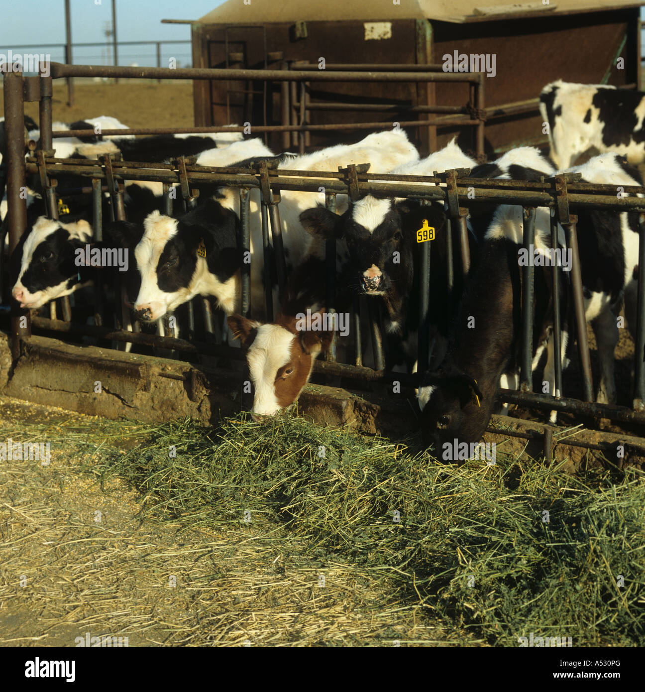 Zero grazed Holstein calves feeding on alfalfa silage California Stock Photo