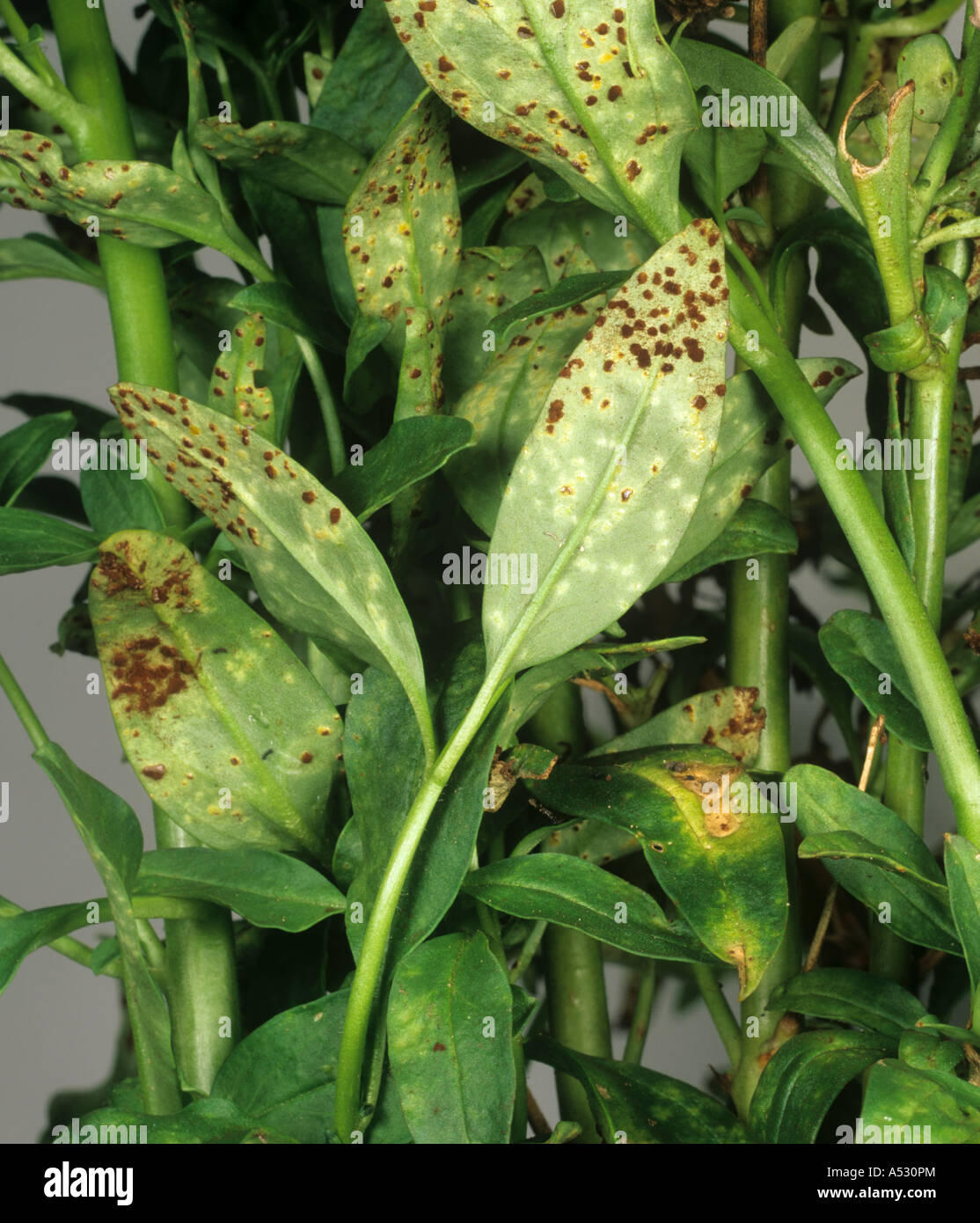Antirrhinum rust Puccinia antirrhini on snapdragon Antirrhinum spp leaves Stock Photo