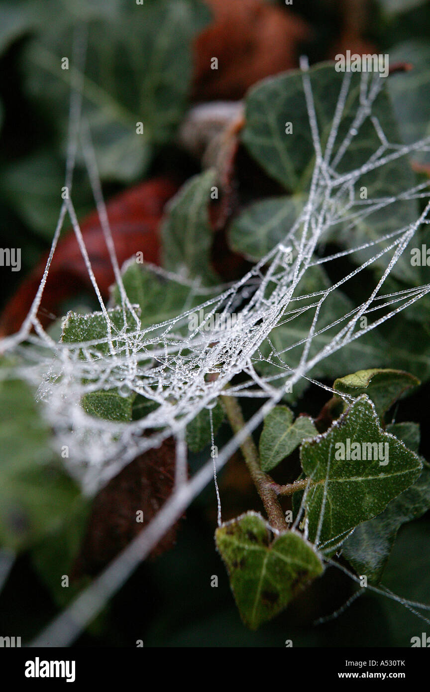 frosted frozen spiders web christmas winter home suspended between ...