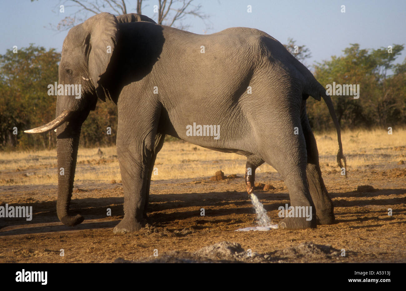 Male elephant urinating in Chobe National Park Botswana Stock Photo Alamy