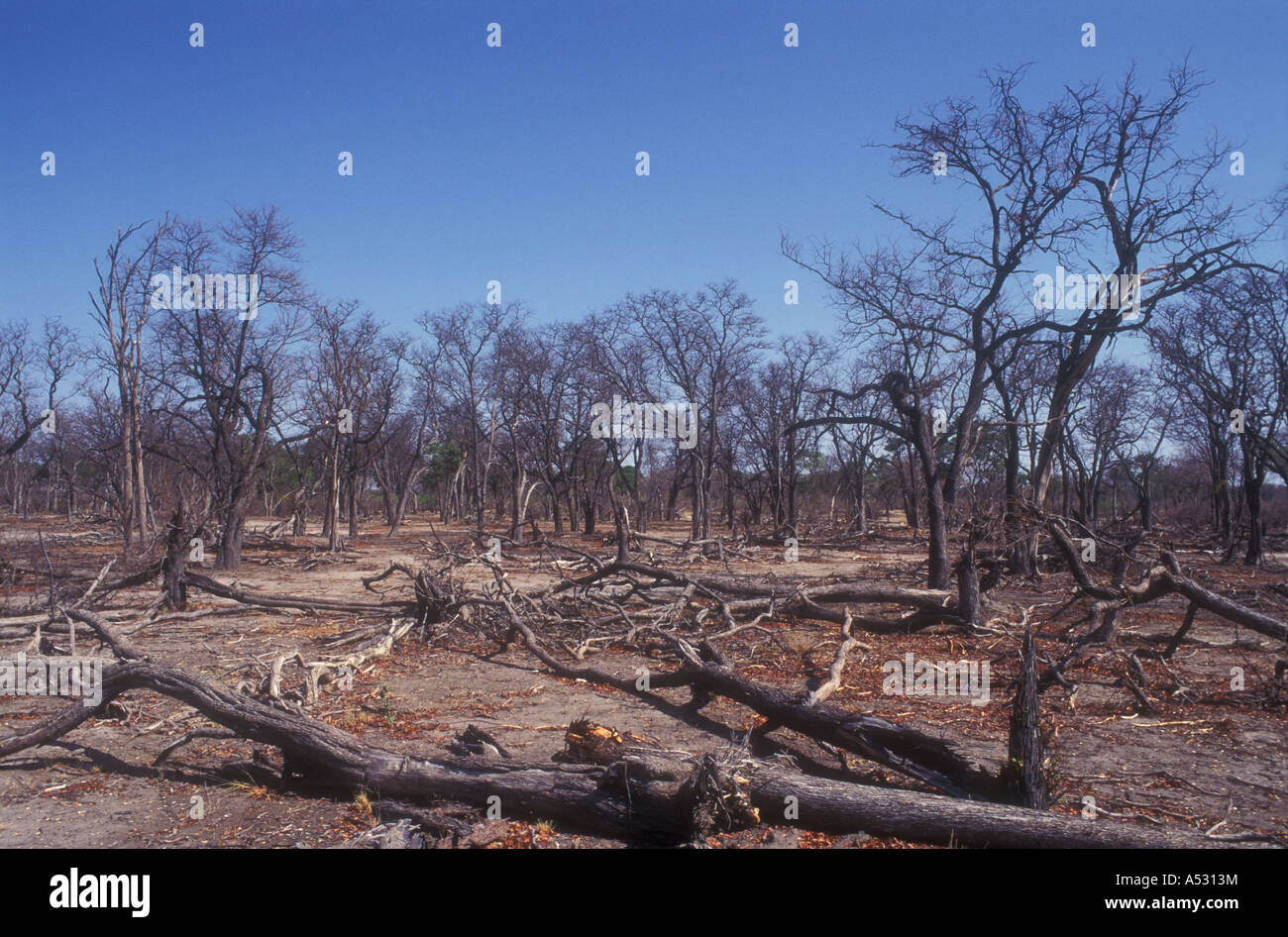 Trees damaged by severe drought and by elephants Chobe National Park Botswana Stock Photo