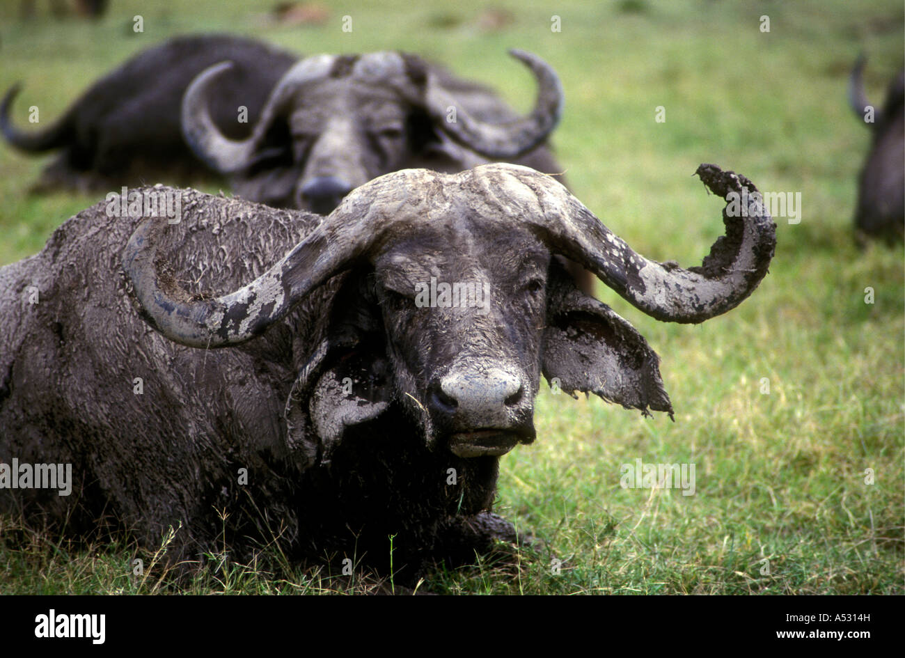 African Cape Buffalo sitting down to chew the cud Masai Mara National Reserve Kenya East Africa Stock Photo