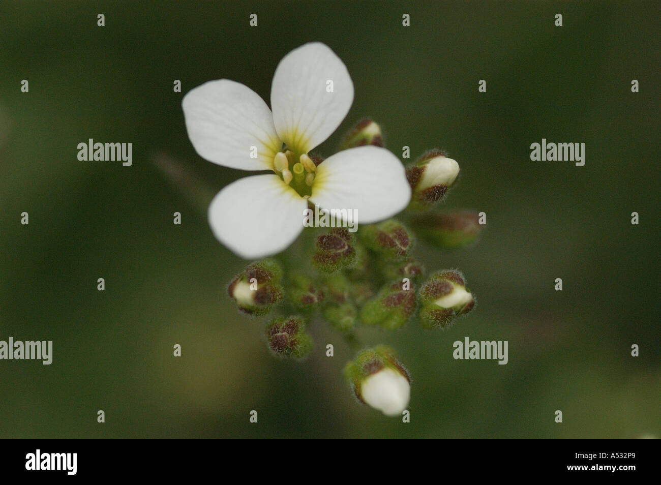 White blossoms (Arabis caucasica) Stock Photo