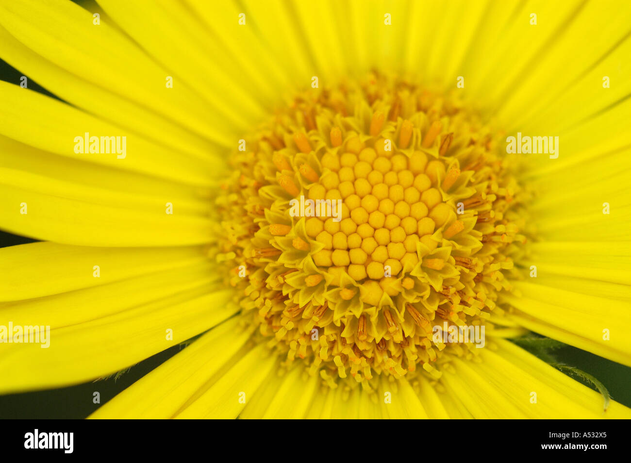 Detail of a yellow blossom (Inula ensifolia) Stock Photo