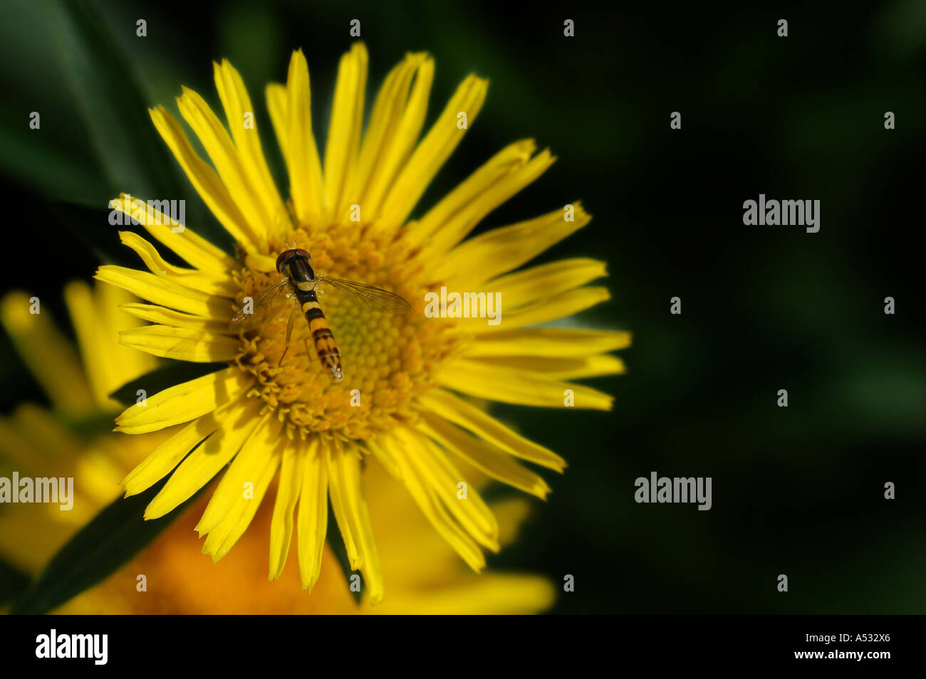 Yellow blossom (Inula ensifolia) with hoverfly Stock Photo