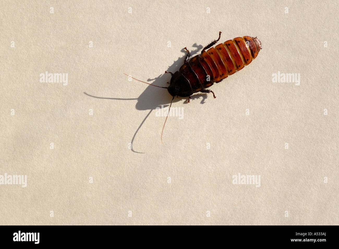 Madagascar hissing cockroach, Gromphadorhina portentosa Stock Photo