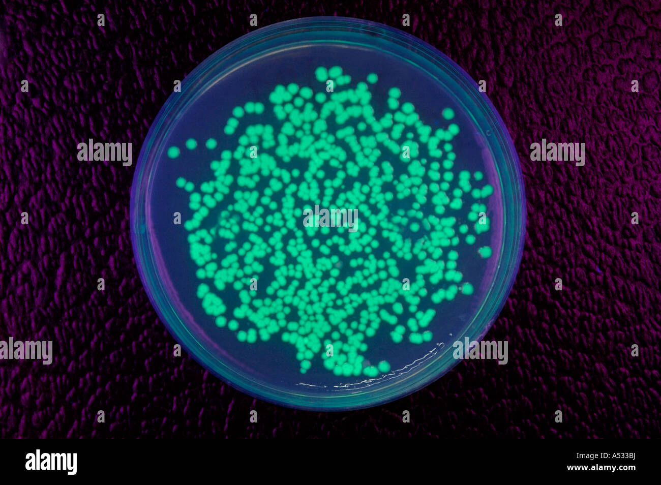 Transformed bacteria colonies containing a jellyfish gene for GFP protein causing green bioluminescence. Stock Photo