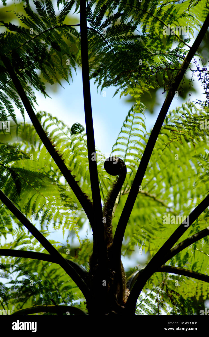Tree fern with fiddlehead El Yunque Caribbean National Forest Puerto Rico Stock Photo