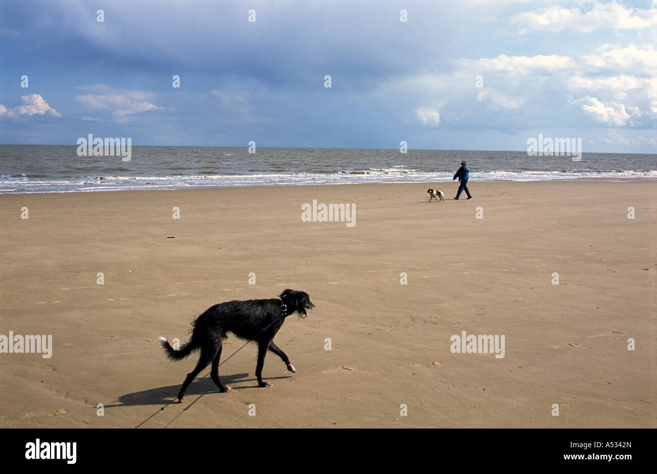Dog walker, Frinton-on-sea, Essex, UK. Stock Photo