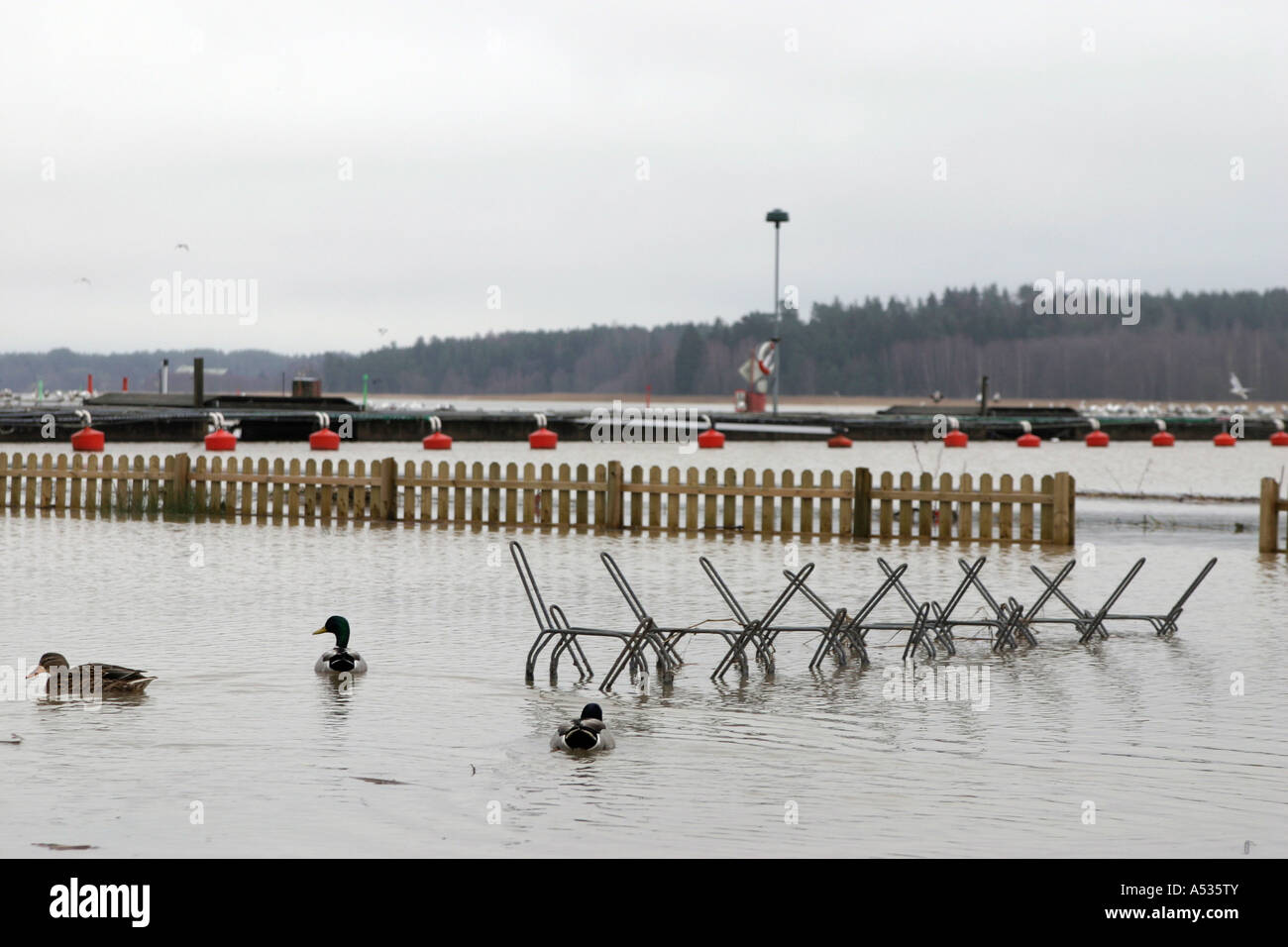 Mallards swimming around cycle stands at the marina in Nyköping, Sweden. High sea water level due to severe weather . Stock Photo
