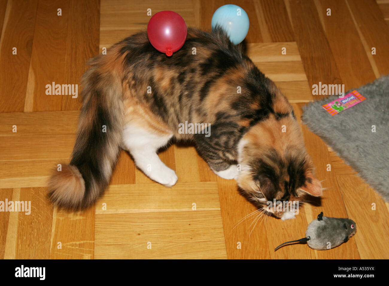 Static electricity is holding the two small balloons in the fur of the kitten Stock Photo