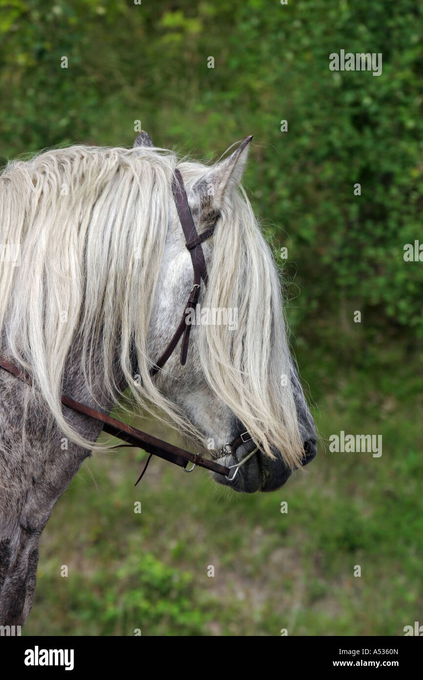 Long horse hires stock photography and images Alamy