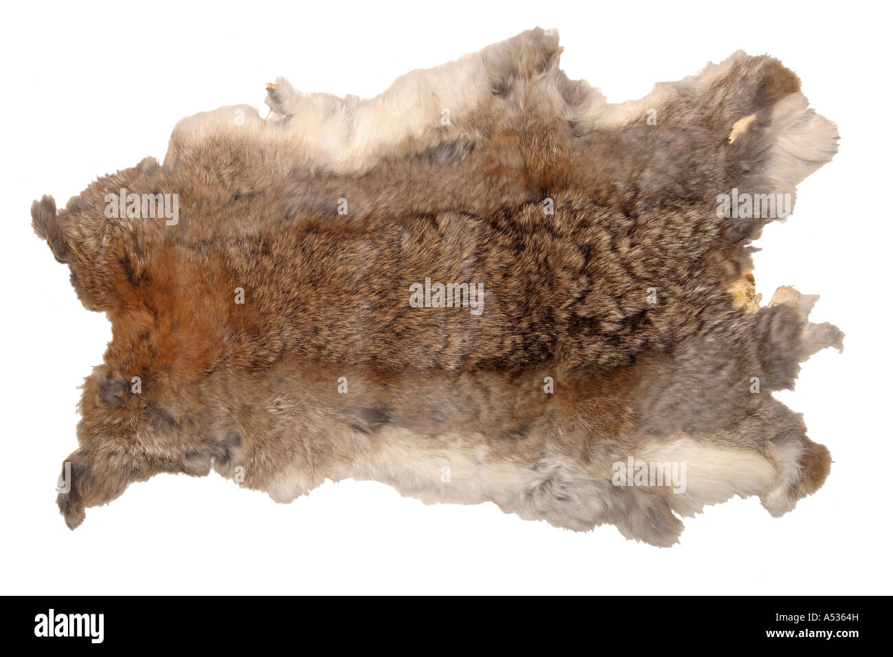 The fur of a rabbit on white background Stock Photo