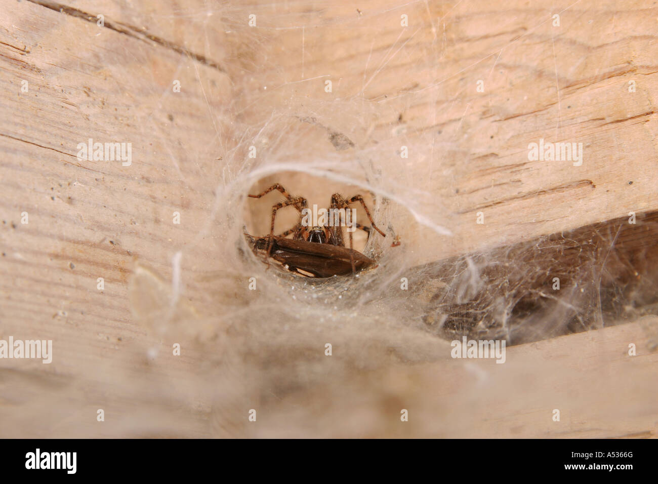 A Tegenaria domestica spider in its funnel web retreat holding its prey inside a house Stock