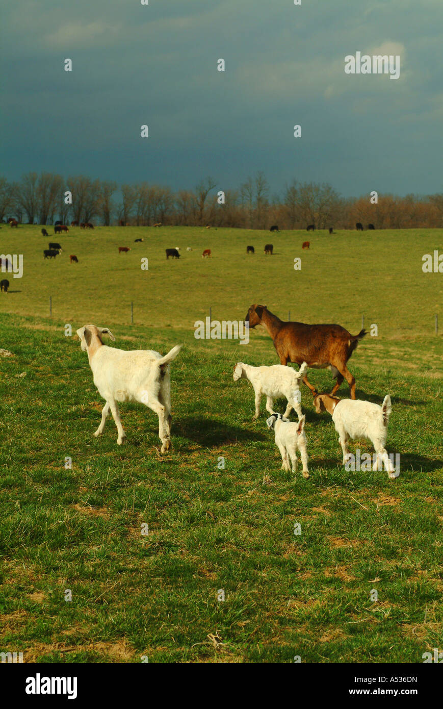 Goats and cows fill the pastures of a Berryville Virginia farm Stock Photo