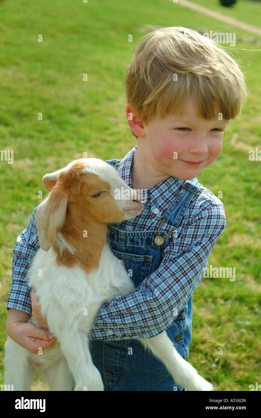 A boy and a baby goat on a farm in Virginia Stock Photo