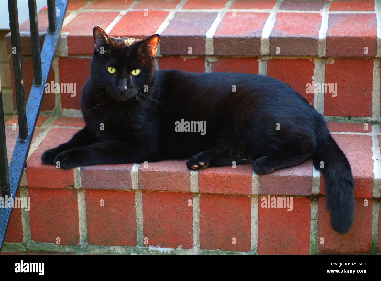 Black house cat outside feline pet on brick steps Stock Photo - Alamy